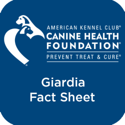 Link to AKC CHF Giardia Fact Sheet